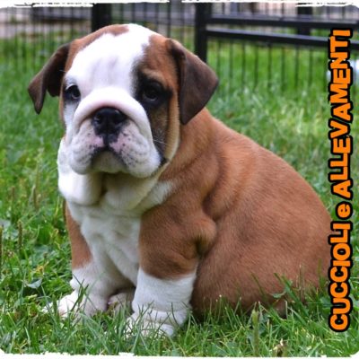 Bulldog Inglese - Cuccioli e Allevamenti